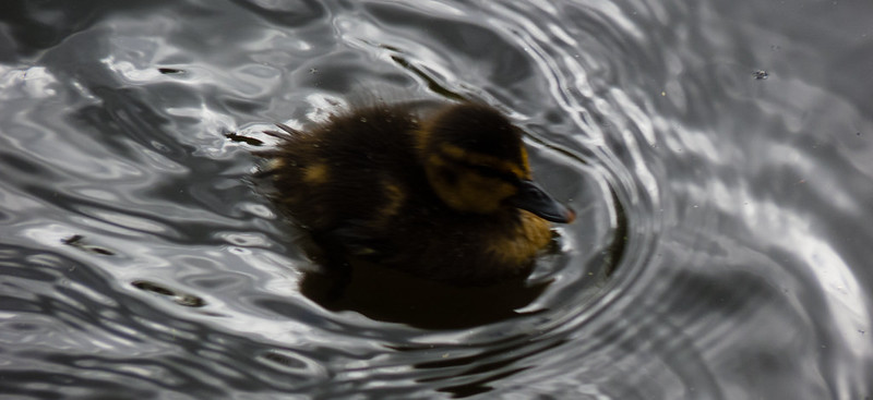 Duckling