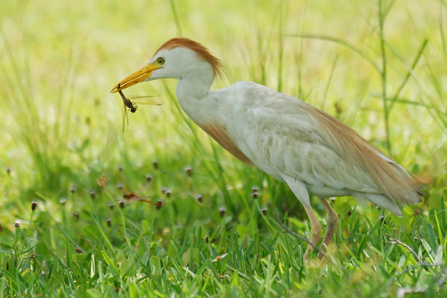 Cattle Egret with Dragonfly
