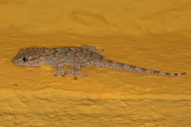 Mauergecko / Common Wall Gecko / Moorish Wall Gecko / Crocodile Gecko (Tarentola mauritanica)