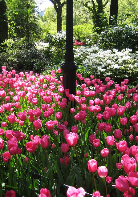 tulips everywhere!