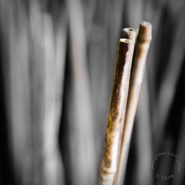 Day 395 • bamboo • 19 Jan 10