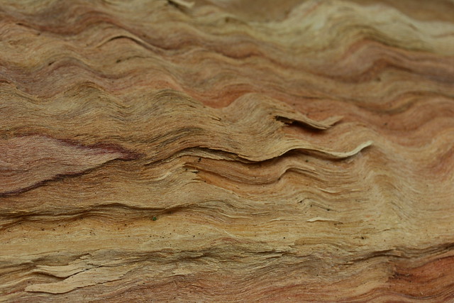 Tree fibers