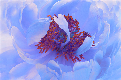 Blue Flower by Bahman Farzad
