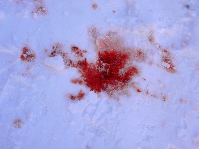 Blood in snow