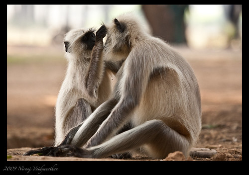 Gray Langurs grooming by Jnarin