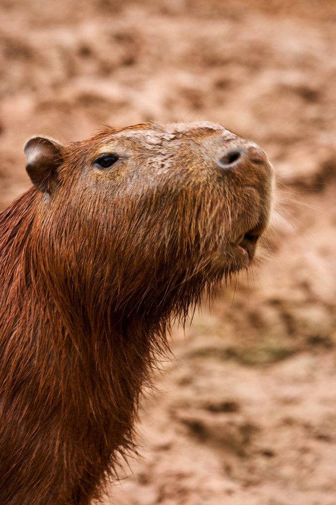 Photo Capy IMG_1210 capy copy | barryandgretd | Flickr