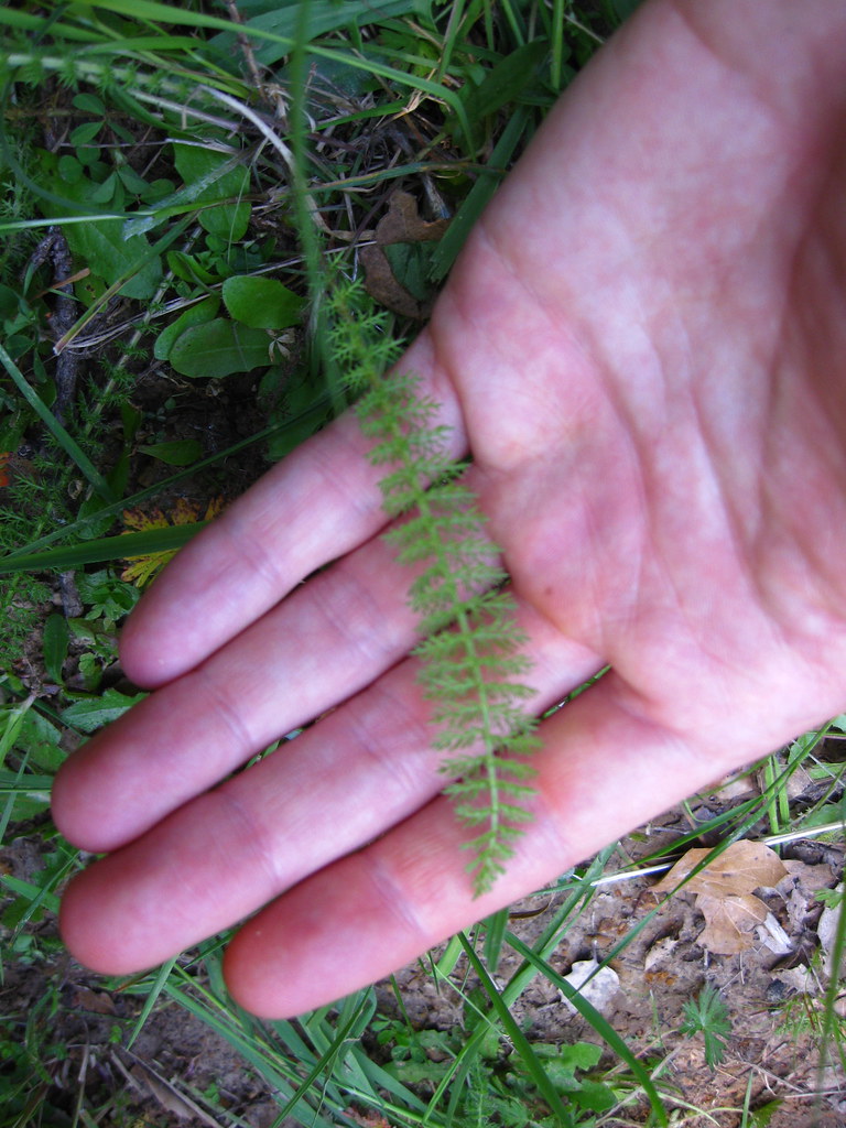 Yarrow