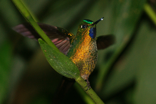 Long-tailed Sylph Hummingbird (Aglaiocercus kingi smaragdinus)