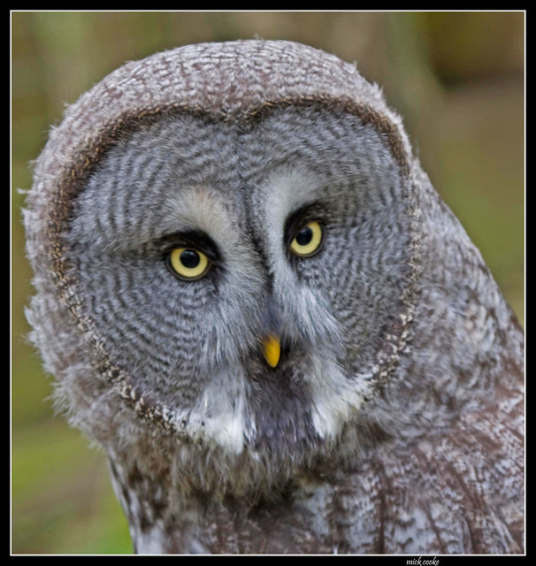 rutland owl centre