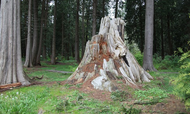 A Laughing Stump