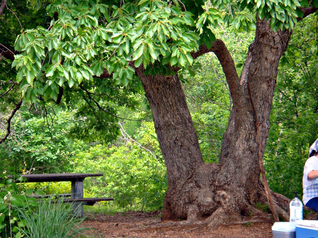 Picknick under the chinkapin oak