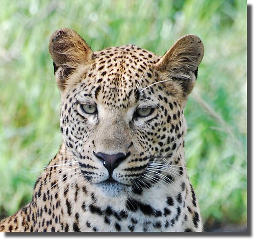 Leopard | by young-at-art.