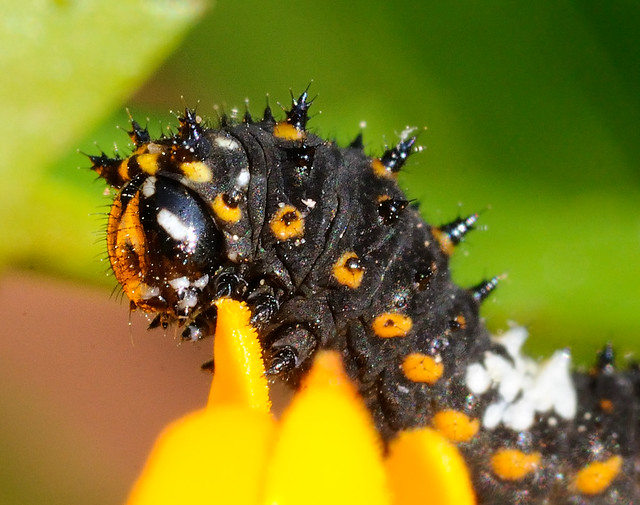 Black Swallowtail Larva - Closeup