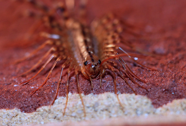 Scutigera coleoptrata, House centipede, Troutville, Virginia