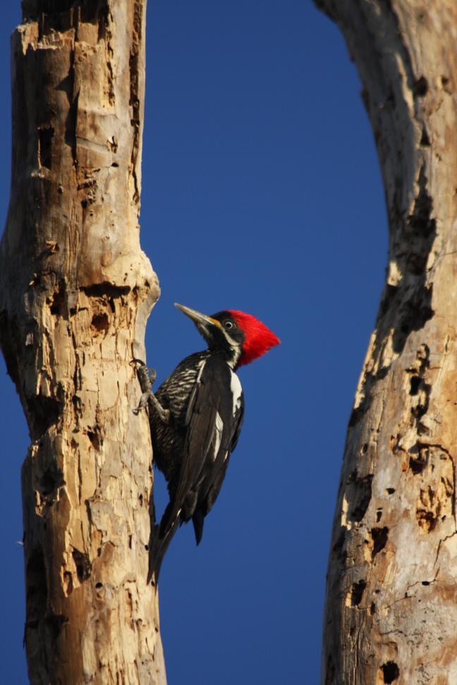 Lineated woodpecker, Dryocopus lineatus