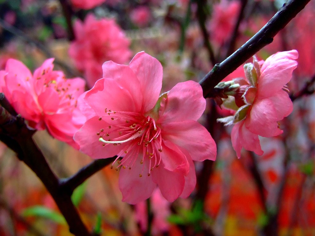 Peach blossom 4 карон