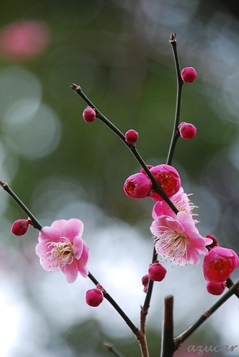 park pink flower japan nikon chiba ume d60 darkpink flowerscolors photographyrocks auniverseofflowers aobanomorikōen