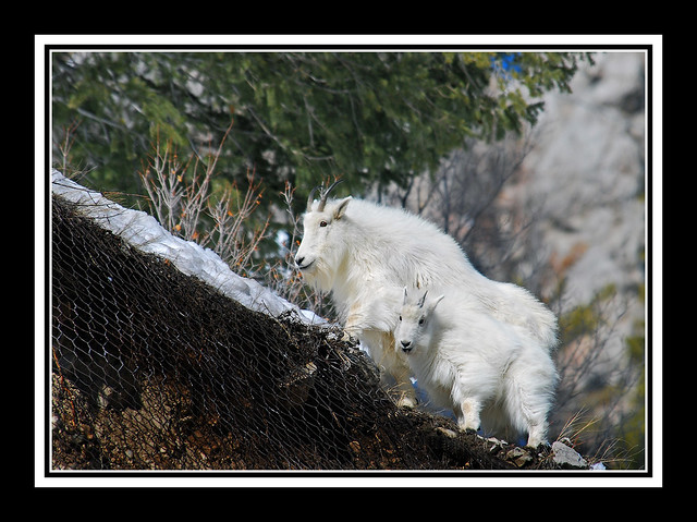 Mountain Goat and Kid, Wyoming - 9023bf