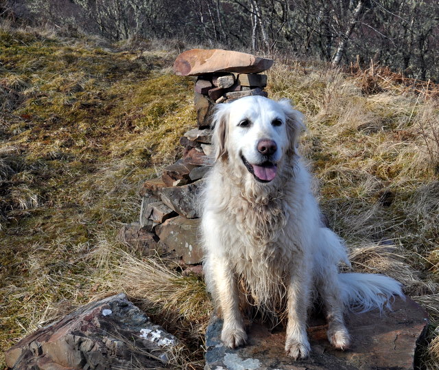 Posing dog