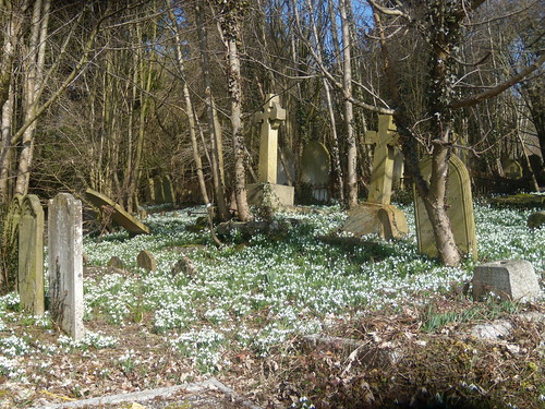 Snowdrops in the churchyard - St Peter and St Paul's Great Missenden to Amersham