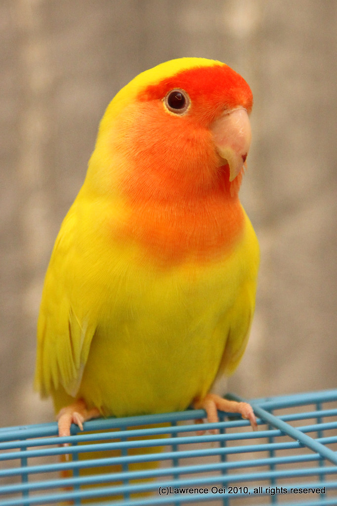 IMG_1106-1 | Lutino peach faced lovebird (male) | wong_8 | Flickr