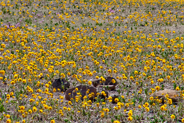 Wildflowers of Death Valley