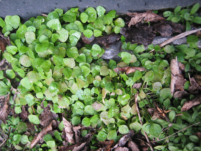 Claytonia perfoliata subsp. perfoliata (Miner's Lettuce, Winter Purslane, Spring Beauty, Winterpostelein) - Morsweg, Leiden, NL 13 Mar 2010 Leo