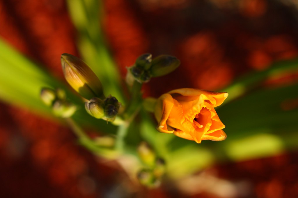 flowers: budding growth by JonathanCohen