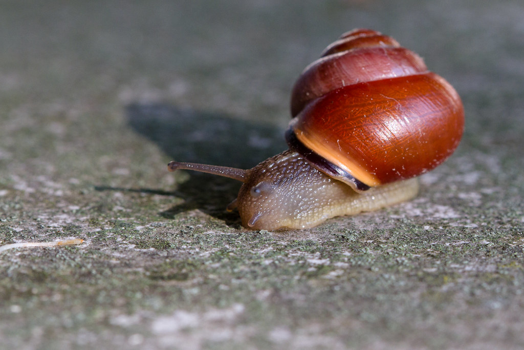 Snail with Red-Shell, Stefan Haubold