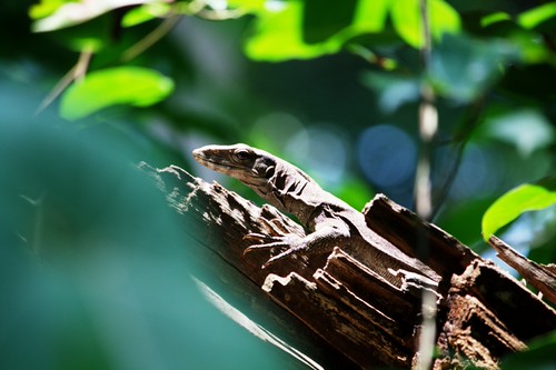 monitor lizard | by thought and memory