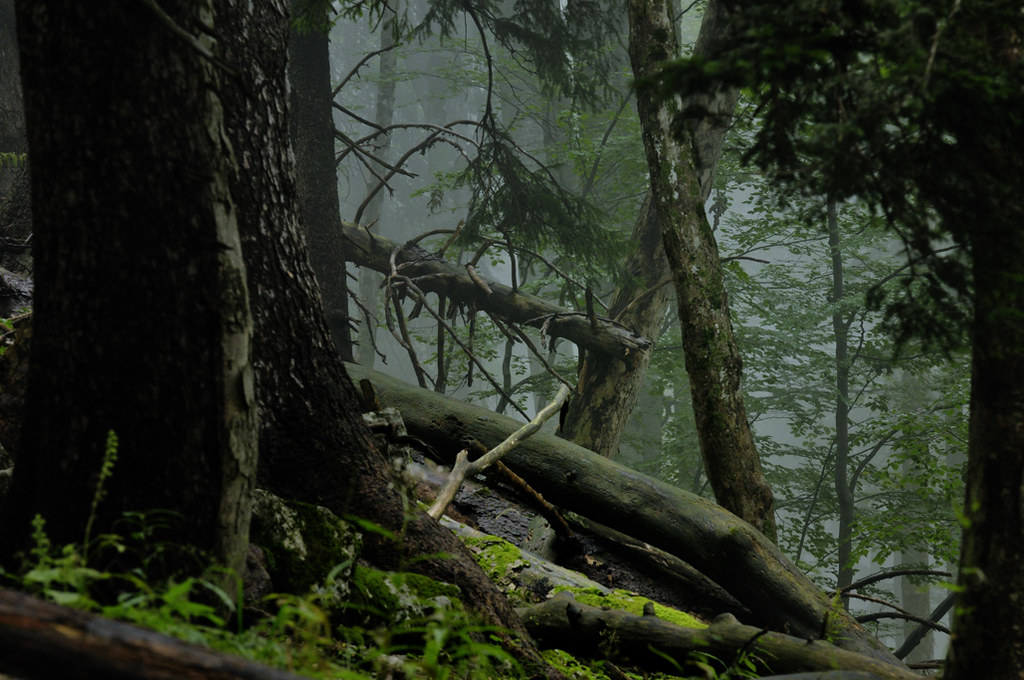 Wild Forest Photos