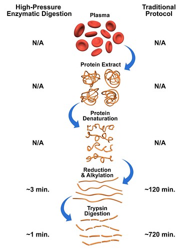 Protein Digestion While The Traditional Protein Digestion Flickr