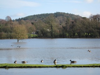 Field turned into a large duck pond At least some creatures were enjoying the flood
