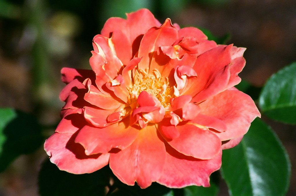 Orange Rose in Full Bloom | Ron Almberg | Flickr