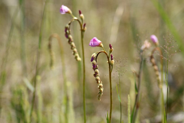 Drosera tracyi in bloom - Yellow River Marsh Preserve State Park