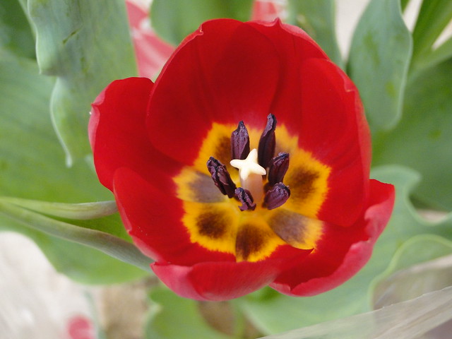 Holambra - San Pablo - Brasil - Tulipan