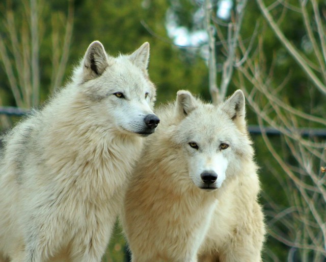 Pair of Wolves