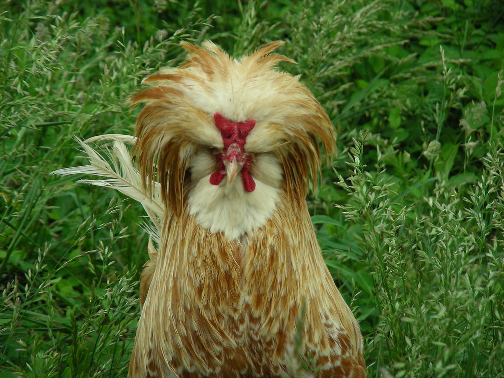 chicken with crazy hair | pompomflipflop | Flickr
