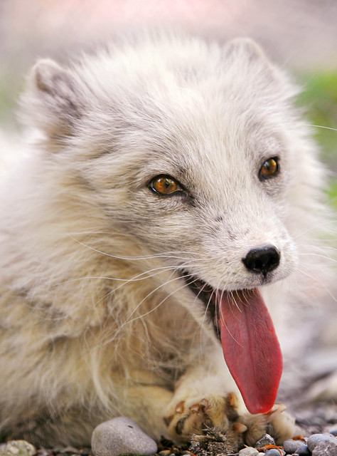 Polar fox with long tongue