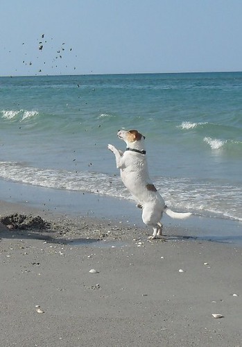 Bandit loves the beach | by tabatha01