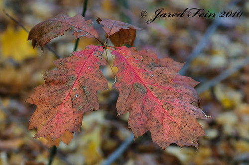 autumn red plant tree fall nature leaf sewerdoc ©jaredfein