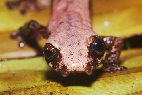 Mushroom-tongue salamander by Andrew Snyder Photography