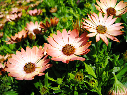 Pretty Flowers In A Row by S.A. Street Photographer
