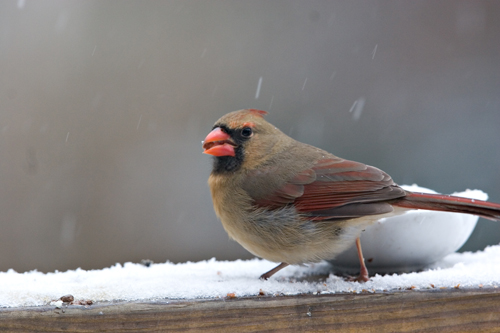 backyard birds | by Randy Neff
