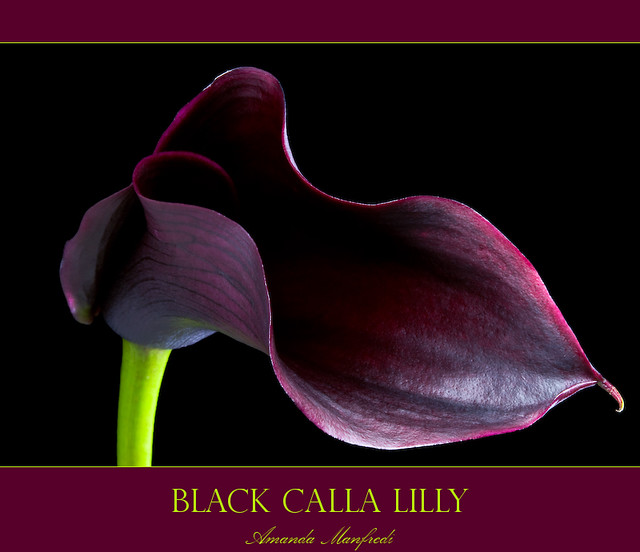 Black Calla Lilly