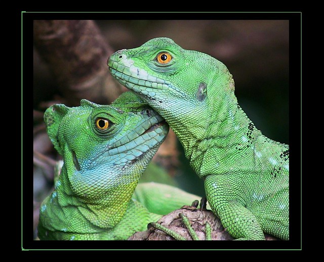 Kleine grüne Leguane - Minidinos,  011