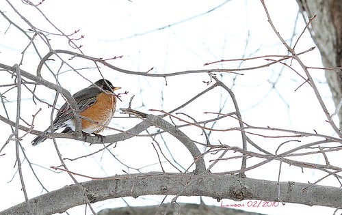 lonely robin by benji-kenji