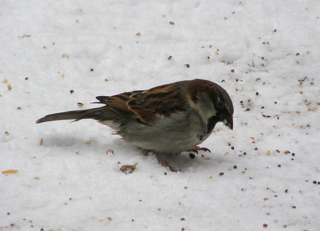 Passer domesticus (House Sparrow / Huismus)