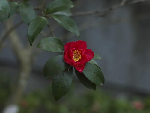 camellia in calm bokeh by slowhand7530
