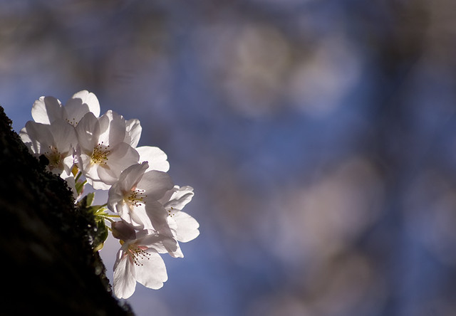 cherry blossom bokey~for the Bokeh Goddess